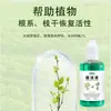 Líquido Revitalizante para Plantas, un Fertilizante de Uso General, Dirigido al Amarillamiento y la Caída de Hojas en Plantas Desnudas, Mejora Rápidamente la Hormona de Crecimiento, Distribución al por Mayor
