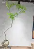 Inclinado sin Amarillo sala de transmisión en vivo interior en maceta paisajismo forma flotante dormitorio árbol viejo bonsái té Zen sin maceta