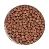 Semillas de Paulownia, Semillas de Paulownia, Semillas de Calabaza, Semillas de Paulownia, Semillas de Árbol de Aceite de Paulownia Venta al por Mayor y Entrega
