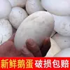 Huevos de ganso frescos para mujeres embarazadas, 6 piezas, huevos de ganso de corral criados en libertad, especialidad auténtica, recién recogidos y enviados, huevos de ganso de 80-110g