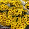 Atacado de Flores Margaridas Multicabeça, Entrega Direta de Yunnan, Cestas de Flores, Buquês, Arranjos para Vaso em Casa, Exposição em Banca, Compra em Grupo, Dropshipping de Uma Peça