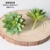 Cabeça de Flor de Revestimento Carnuda Planta Artificial Falsa Aloe Cacto Combinação em Vaso Planta Verde Micro Paisagem Ornamentos