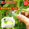 Clips Sujeta-Guías Amigables con las Plantas, Clips de Fijación de Tracción para Tomates de Balcón, Clips Verdes para Colgar Guías Anti-Caída de Plantas