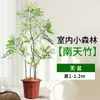 Planta Nandina Bambú Árbol Real en Maceta, Planta Verde Grande para Sala de Estar, Diseño de Tocón Estilo Antiguo, Planta de Follaje Fácil de Cuidar para Oficina, Absorbe Formaldehído