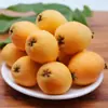 Yunnan Mengzi Gotas de Níspero Dropshipping Dulce Fruta Fresca Empacada en Caja de Papel Pulpa Tierna Protección con Malla para Fruta Fresca