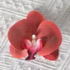 Cabezas de flores artificiales de orquídea mariposa, materiales para flores de pared, materiales para pasadores y accesorios para el cabello hechos a mano para DIY, piezas de flores y accesorios de pétalos para decoración de bodas