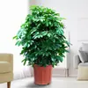 Planta em Vaso Pé de Pato Madeira Bafanglaicai Planta Verde Grande Planta Verde de Interior Árvore da Fortuna Árvore da Fortuna Árvore da Felicidade Árvore da Paz