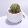 Planta en Maceta Pequeña de Cactus Premium para Interiores, Planta Suculenta, Wanzhongshan, Planta Verde Fácil de Cuidar para Escritorio de Oficina