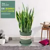 Planta de serpiente con borde dorado en maceta, planta suculenta hidropónica, planta verde de interior para oficina, planta de serpiente de hoja perenne todo el año