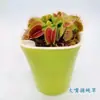 Planta carnívora Nepenthes, una planta en maceta que atrae y atrapa moscas, una planta carnívora que repele mosquitos e insectos, adecuada para salas de estar, balcones y espacios interiores, una planta verde divertida y grande, una gran planta con flores