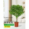 Mudas de Osmanthus, Árvores Grandes, Plantio de Pátio, Osmanthus Dourado, Plantas de Vaso Osmanthus de Quatro Estações, Plantas Grandes Raras, Plantas Florais e Verdes, Fácil de Cuidar
