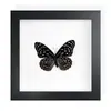 Mariposa Real, Especie Preciosa de Verano, Mariposa Rara, Mariposa Pequeña de Cinta Verde, Adorno de Escritorio, Espécimen de Regalo, Pintura Decorativa, Espécimen de Mariposa