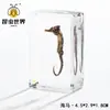 Artesanías de especímenes, insectos reales, escarabajo ciervo, escorpión, escarabajo, araña, regalos de enseñanza de ciencias biológicas, adornos de resina