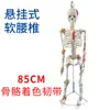 Modelo de Esqueleto Humano de 85cm Esqueleto Adulto de Corpo Inteiro de 170cm Modelo Humano Esqueleto Pequeno Modelo de Coluna Vertebral para Ensino