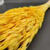 Flores Secas de Hierba de Avena, un Manojo de 50 Piezas, Arreglo Floral, Decoración de Boda, Decoración del Hogar, 9 Yuan/Manojo, Flores Prensadas Creativas