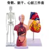 45cm hueso natural corazón grande 28cm torso modelo de enseñanza de tres piezas ayudas educativas para niños se puede montar