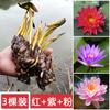 Planta hidropónica de nenúfar con envío directo, loto cultivado en agua durante todo el año, flor de loto en maceta, estanque de agua, nenúfar grande, raíz.