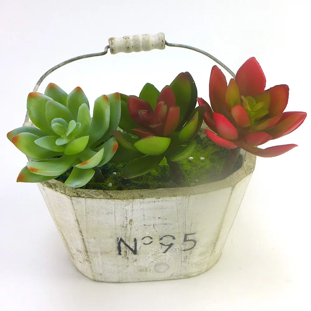 新迷你莲花3.jpg