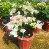 Buganvília em seu Vaso e Terra Originais, Planta de Vaso Púrpura de Yunnan, Florindo em Todas as Estações, Fácil de Manter para Varanda e Jardim