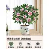 Um pedaço de planta em vaso Daphne odora com bordas douradas, com fragrância forte e botões, flores de interior, pilha velha, adequada para manutenção de outono e inverno