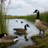 Ganso de Canadá Cuellinegro Suministro Exclusivo Transfronterizo Material PE Señuelo de Caza Ganso Grande Paisajismo de Jardín Ganso de Simulación
