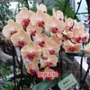 Las plántulas de Phalaenopsis son fáciles de cultivar en todas las estaciones. Plantas Verdes y Flores en Maceta para Balcón de Oficina en Interiores Fáciles de Cultivar