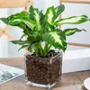 Plantas hidropónicas, Reina Ruyi, plantas en maceta, potos, plantas de interior, gardenia, palma roja, rojo auspicioso, flores verde jade