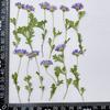 Amostra de planta de flor Malan em relevo faça você mesmo moldura de foto feita à mão marcador de página prato de descanso artesanato material de vela de aromaterapia