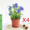 Plántulas de Flores en Maceta Copo de Nieve Azul Florecen en Todas las Estaciones, Plantas Trepadoras Ornamentales para Jardín de Balcón, Resistentes al Calor y Fáciles de Cuidar, Copos de Nieve Blancos