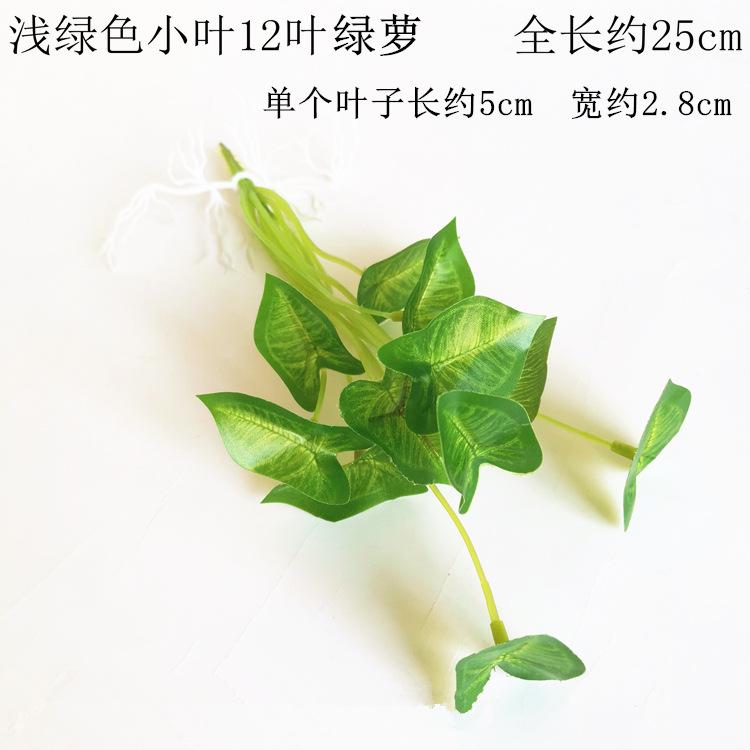 浅绿色小叶12叶绿萝.jpg