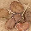 Sinos de Vento Naturais de Casca de Fruta Indonésia Materiais a Granel, Sementes Realizadoras de Desejos Ondas Sonoras Sino de Mão Artesanal DIY Acessórios de Chaveiro