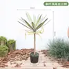 Planta Verde Artificial Agave Sisal Árvore Falsa Planta em Vaso Decoração Sala de Estar Interna Agave de Chão para Casa Exibição Bonsai