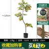 Habitat de folha de glicínia planta verde artificial alto padrão luxo leve interior sala de estar chão árvore falsa biônica planta em vaso