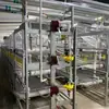 Los fabricantes producen equipos para granjas avícolas y jaulas para pollos, con muchos modelos disponibles para personalización