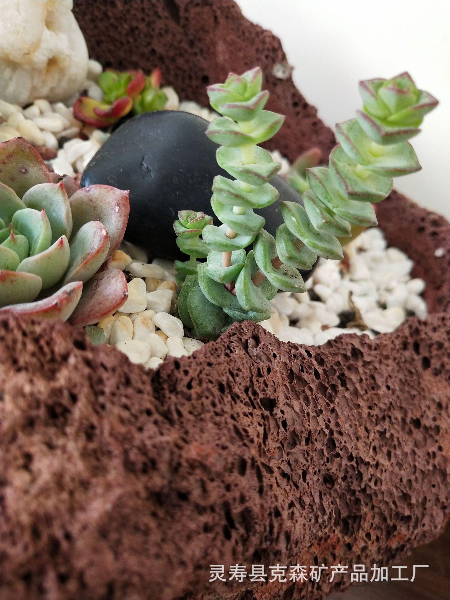 火山石多肉 (27)