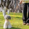 Guia para Animais de Estimação P Corda à Prova de Explosão Anti-Fuga Corrente P Guia para Cães Guia Antiderrapante para Cães Guia para Passeio com Cães