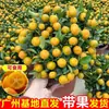 Planta de Kumquat de Cuatro Estaciones en Maceta con Fruta Comestible, una Planta Atractora de Fortuna para Sala de Estar de Uso Interior, Flor de Año Nuevo, Árbol Frutal Naranja, Planta Verde
