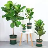 Figueira-lira em Vaso para Interior, Planta de Folhas Grandes para Sala de Estar e Escritório, Fácil de Cuidar, Flor Nórdica que Absorve Formaldeído em Todas as Estações