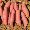 Batatas Frescas de Henan 4.5kg Batatas Castañas Batatas de Huerta Propia Batatas de Corazón de Azúcar Batatas Asadas Verduras de los Campos de Arena De Temporada