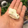 Ornamentos para Aquário Tanque de Peixes Paisagem de Grama Aquática Dinossauro Crocodilo Ovelha Crânio de Resina Lobo Animal Quarto de Animal de Estimação Crânio