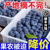 Mirtilo Fruta Fresca Sazonal Caixa Inteira Yike Yunnan Fruta Fresca Colhida Recentemente Fruta Extragrande SF Frete Grátis