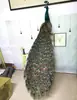 Novo Ornamento Criativo de Chão para Sala de Estar do Shopping Peacock, Espécime, Decoração para Jardim Externo, Adereço de Fotografia
