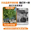 Plántulas Auténticas de Mandarina de Primavera de Sichuan, Plántulas de Árbol Cítrico Mandarina Naranja Fea para Plantar en el Patio, Produce Fruta en Todas las Estaciones