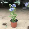 Plántulas de Copo de Nieve Azul Plantas en Maceta para Balcón, Enredaderas Resistentes al Calor, Plantas Blancas de Copo de Nieve Fáciles de Cultivar para Jardín y Patio