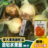 Semillas de Cebolla Amarilla Fruta Diamante Dorado Lutong Semillas de Cebolla Amarilla Semillas de Verduras para Huerta Granja Semillas de Cuatro Estaciones