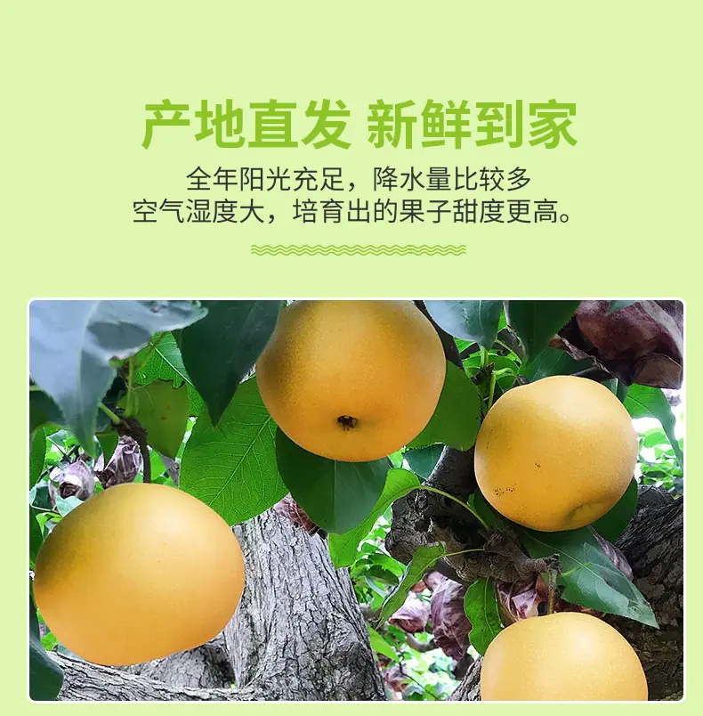 秋月梨详情图8