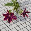 Clematis Artificial Haste Única Buquê de Casamento Flor de Seda Flor de Plástico Flor Artificial Decoração de Arte em Ferro Sala de Estar Decoração de Casa Magnólia