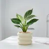 Platina Diamante Vaso Planta Verde Planta de Interior Mesa Fácil de Cuidar Jiboia Hidropônico Purificar Ar Sempre Verde Todas as Estações