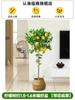 Dropshipping Árbol de Limón Frutal Todo el Año Maceta Envío Gratis Balcón Plántula con Yemas Frutales Planta de Patio Árbol Frutal