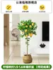 Árvore de limão Four Seasons Fruit em vaso com frete grátis, varanda com mudas de brotos de frutas, plantas de pátio, árvores frutíferas, plantas verdes para ambientes internos